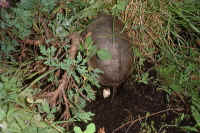 Eiablage am 19.7.2001