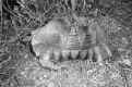 Testudo marginata