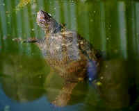 zvoni_wasser_g.jpg (29117 Byte)