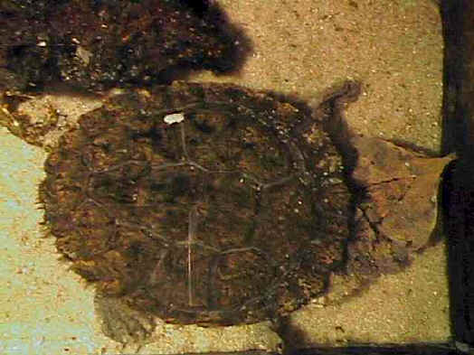 martha_aqua_gross.jpg (30831 Byte)