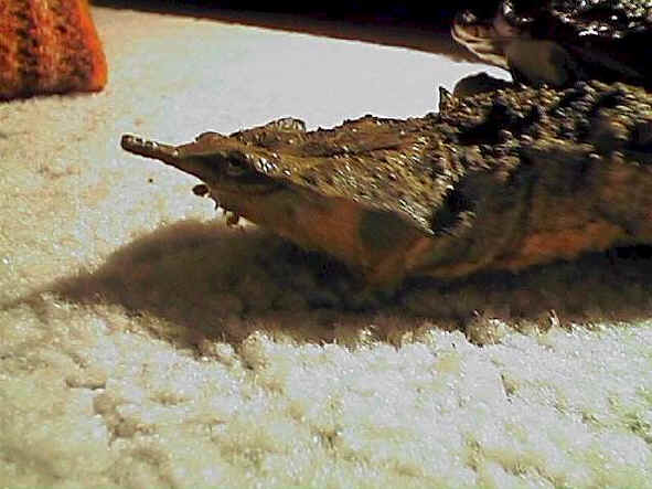 martha_kopf_gross.jpg (41758 Byte)